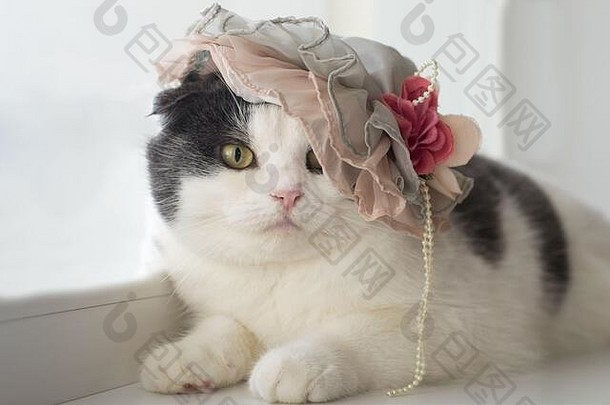 一只戴女士帽子的滑稽猫的照片
