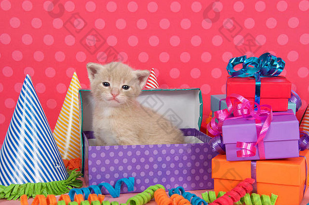 brigh说，一个月大的浅黄色斑猫正在一堆色彩鲜艳的盒子里偷看生日礼物，盒子上有丝带、蝴蝶结和派对帽
