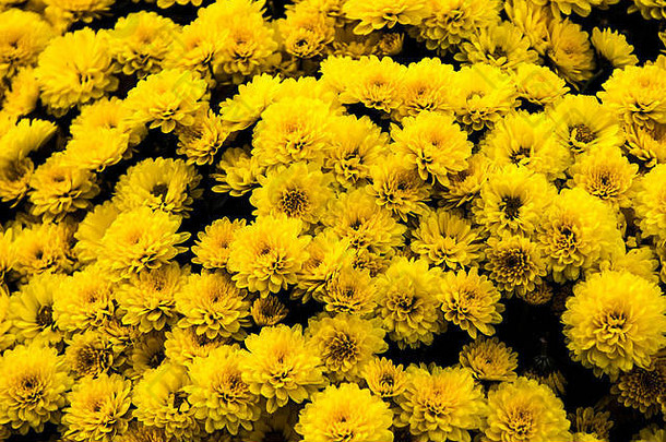 黄色的花背景图像