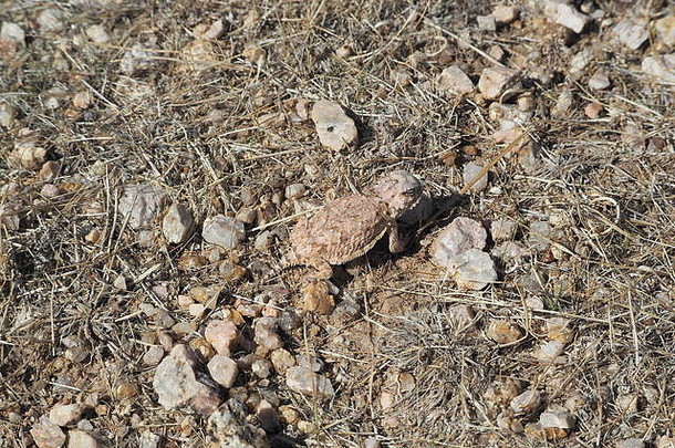 帝王角蜥蜴俯视图-显示对沙漠<strong>地球</strong>有效伪装的伟大图像