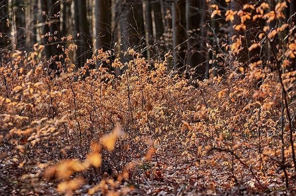 春天的秋意：德国海门多夫附近的莫里茨堡森林看起来仍然像秋天，我看到的一些树上仍然有秋叶