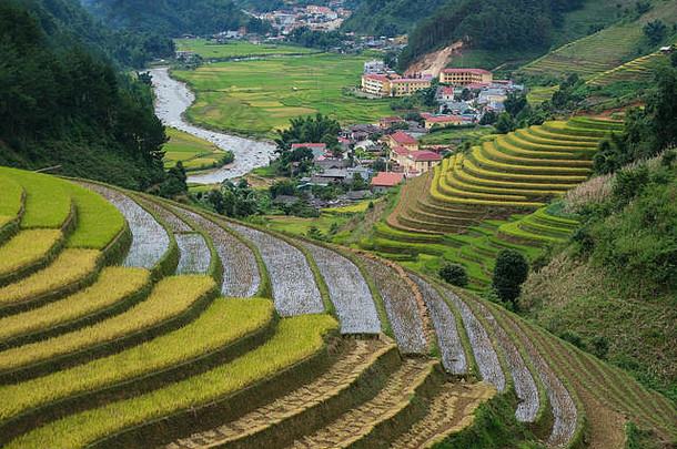 越南景观鸟瞰图。越南下江村的黄色稻田。皇室优质免费库存黄稻田图片