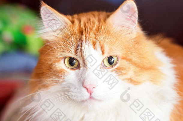 肖像成人红色的猫黄色的眼睛