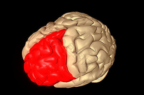 人类大脑额叶突出显示红色的