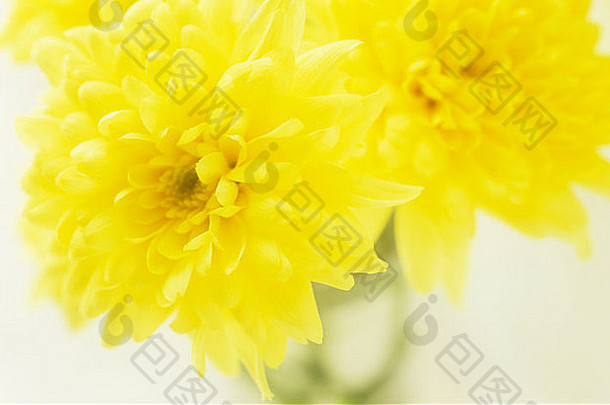 关闭花朵黄色的下弯的<strong>菊花</strong>黄色的brietner清晰的玻璃花瓶Jar白色背景