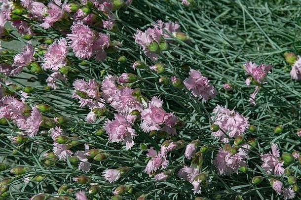 盛开的粉红色康乃馨灌木，有许多花的繁茂花瓣和绿叶中的<strong>小芽</strong>。花坛上盛开的丁香花俯视图