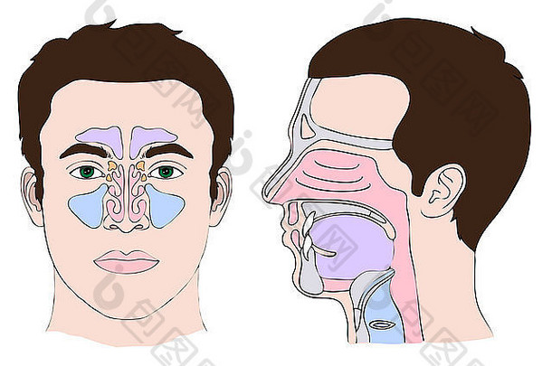 鼻和喉的解剖学