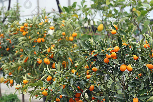 培养柑橘类水果类型温室西西里意大利