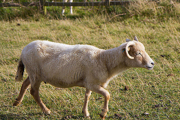波特兰羊罕见的品种岛波特兰多塞特郡英格兰