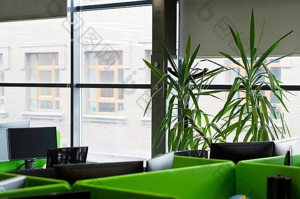 窗台上有绿色装饰植物的绿色办公室