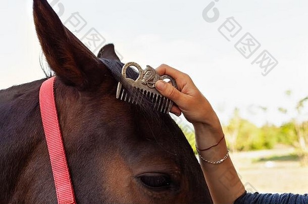 梳理鬃毛并用梳子梳理马的女人。蓝色天空背景上的棕色马。爱马，爱护动物。