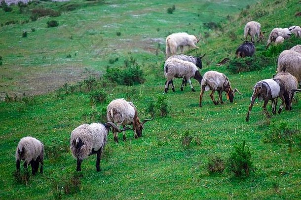 中国青海高原草原上的绵羊