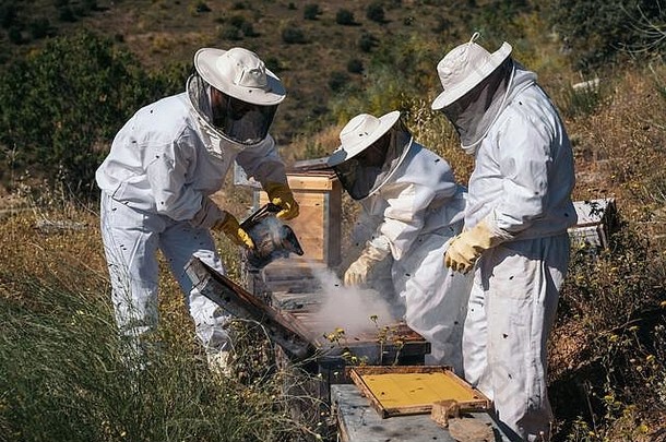养蜂人工作收集蜂蜜有机养蜂概念