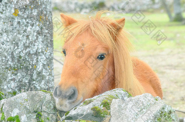 非洲<strong>野马</strong>。一匹眼睛水平、头发呈金棕色的小马正在看摄像机。友好的表情。