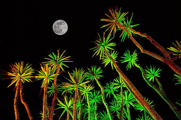 热带植物月亮