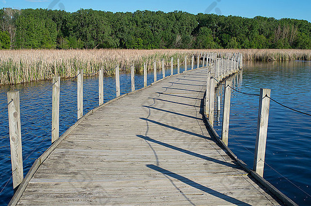 伍德湖公园木板路穿越明尼苏达州里奇菲尔德的湖和<strong>蒲草</strong>沼泽，与森林接壤