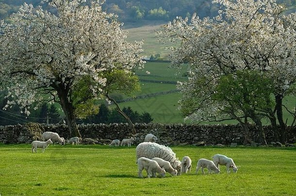 田野里开花的春天的羔羊