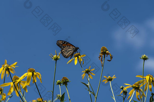 帝王蝶（danaus plexippuson）蓝色天空背景下的黄色野花。