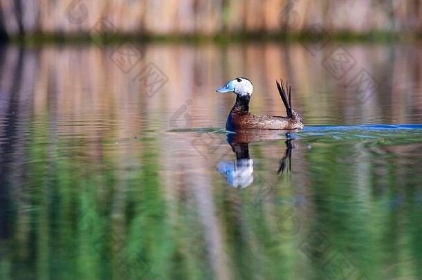鸭<strong>游泳</strong>湖可爱的蓝色的宣传鸭绿色水反射绿色自然背景鸭白色领导鸭奥西拉leucocephala