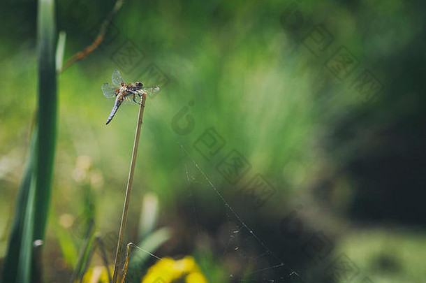 夏季湿地草甸，蜻蜓栖息在模糊的绿色背景上的干草茎上