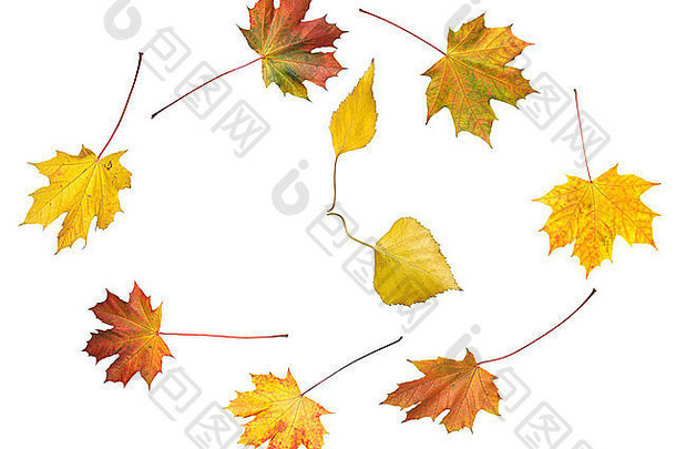 由五彩缤纷的秋枫和白桦叶做成的钟形，孤零零的白色秋日的轮舞