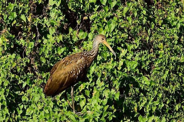 在佛罗里达州坦帕湾附近的莴苣湖州立公园的一条小路上，这只林普金鸟，也称为卡罗、库尔兰和啼哭鸟，栖息在灌木丛中。