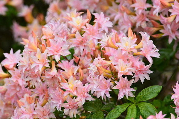粉色杜鹃花或杜鹃花，自然背景图像