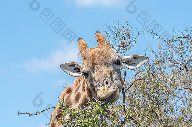 南非布隆方丹海军山上的富兰克林自然保护区，一只长颈鹿的舌头清晰可见