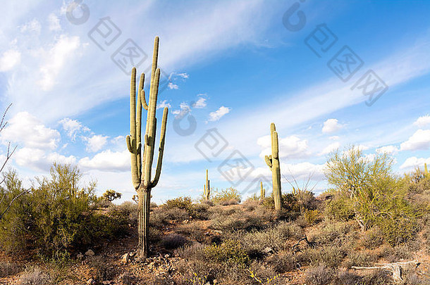 亚利桑那州迷信沙漠的<strong>一张图</strong>片展示了<strong>一</strong>片干旱荒野的崎岖细节，上面有<strong>一</strong>棵仙人掌
