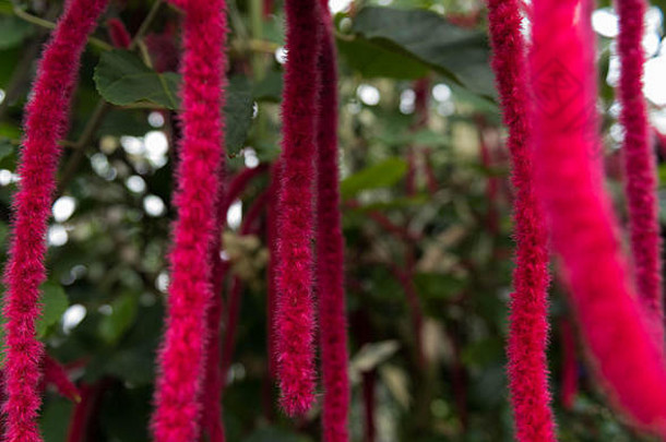 粉红色的模糊花尼亚加拉瀑布花花园