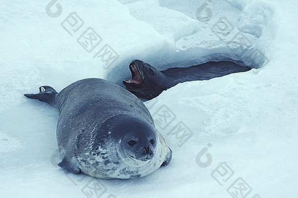 威德尔密封小狗妈妈。呼吸洞斯科特基地罗斯岛南极洲