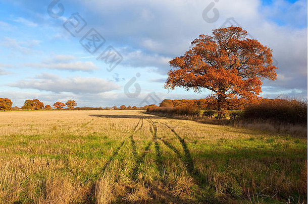 <strong>英国风景</strong>，一棵橡树，在杂草丛生的残茬地旁，有明亮的橙色秋叶。