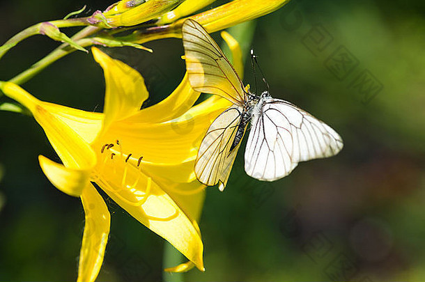 美丽的蝴蝶坐着黄色的莉莉
