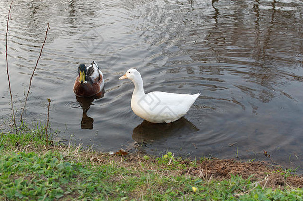 两只可爱的鸭子，一对一对地在池塘里游泳。这是在德国北部春季拍摄的。