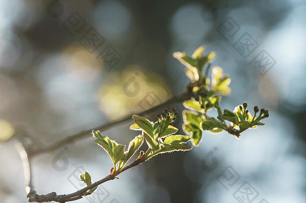 菩提树上的初春叶子