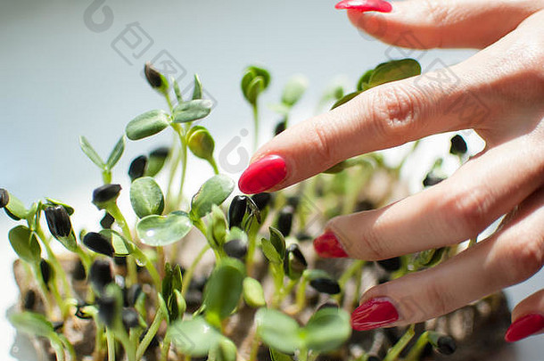 女手红色的修指甲触碰新鲜的生豆芽向日葵健康的食物在农业首页节食身体解毒