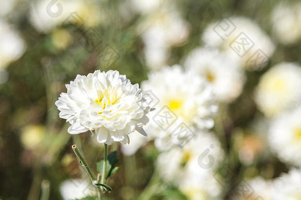 白菊花型品种名称野菊花。