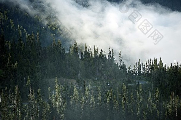 山云高海拔高度多云的奥运森林华盛顿自然照片集合