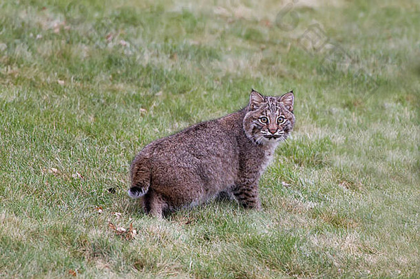 山猫小猫草显示尾巴耳朵塔夫茨大学