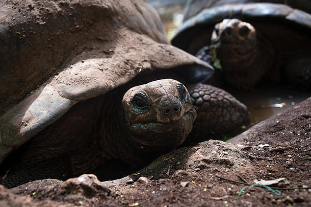 桑给巴尔监狱岛保留地海龟保护区内的阿尔达布拉巨龟