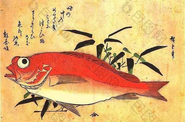 阿科代阿库代赤鱼鲷玫瑰鱼红色的岩鱼歌川hiroshige日本木板打印系列uozukushi各种鱼约