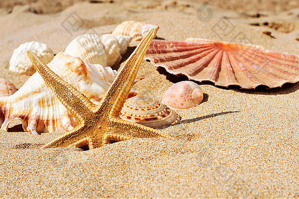 海滩沙滩上<strong>海星</strong>、<strong>贝壳</strong>和海螺的特写镜头