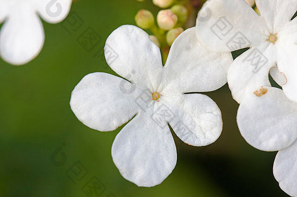 纯白色花雪球树荚莲属的植物opulusguelder玫瑰水老欧洲蔓越莓灌木抽筋