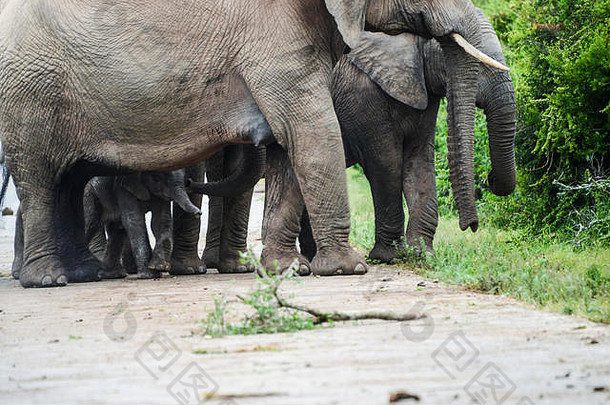 南非阿多大象公园，一群非洲丛林象（Loxodota africana）和一个婴儿