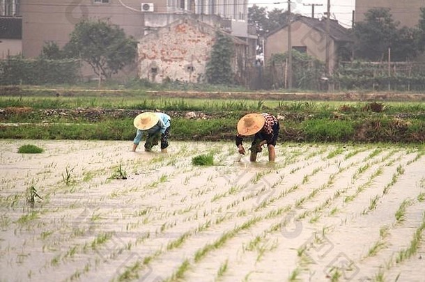 在中国南方稻田工作的农民