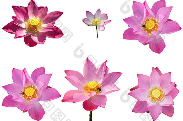 收集集新鲜粉红莲花花瓣，白色背景隔离。近距离聚焦美丽的粉红色荷花正在绽放