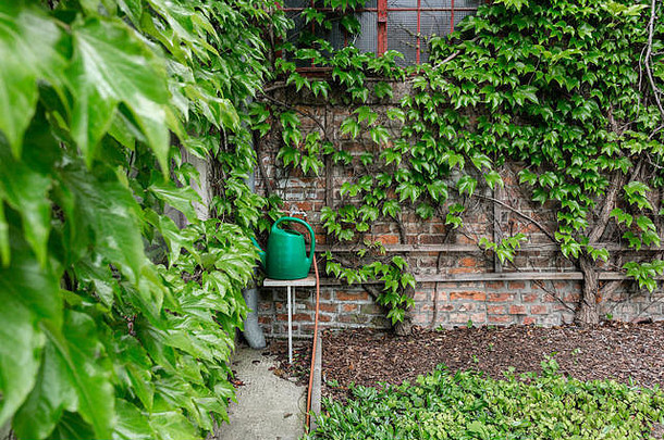 用绿色常春藤对砖墙进行特写。在夏季庭院的户外。小联排别墅常年夏季花园。奥地利维也纳。