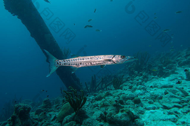 一条梭鱼在加勒比海热带岛屿博内尔的盐码头柱子下游泳