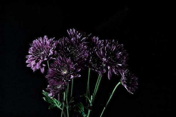 一束新鲜的紫色菊花在一个普通的黑色水平背景上盛开。