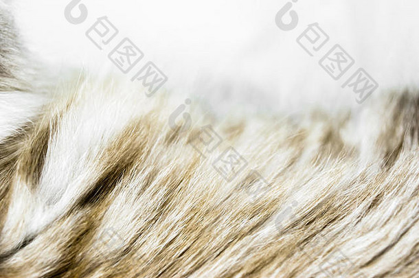 模糊和嘈杂的米色猫皮背景表面，部分空白